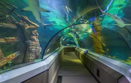 SEA LIFE Sunshine Coast: ingresso de entrada