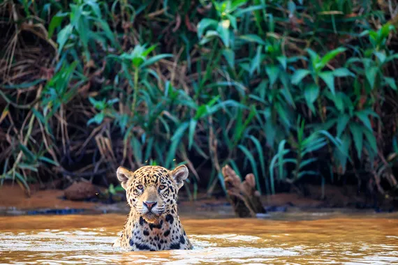 Pantanal, Mato Grosso