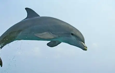 Kuching passeio de barco para observação de golfinhos
