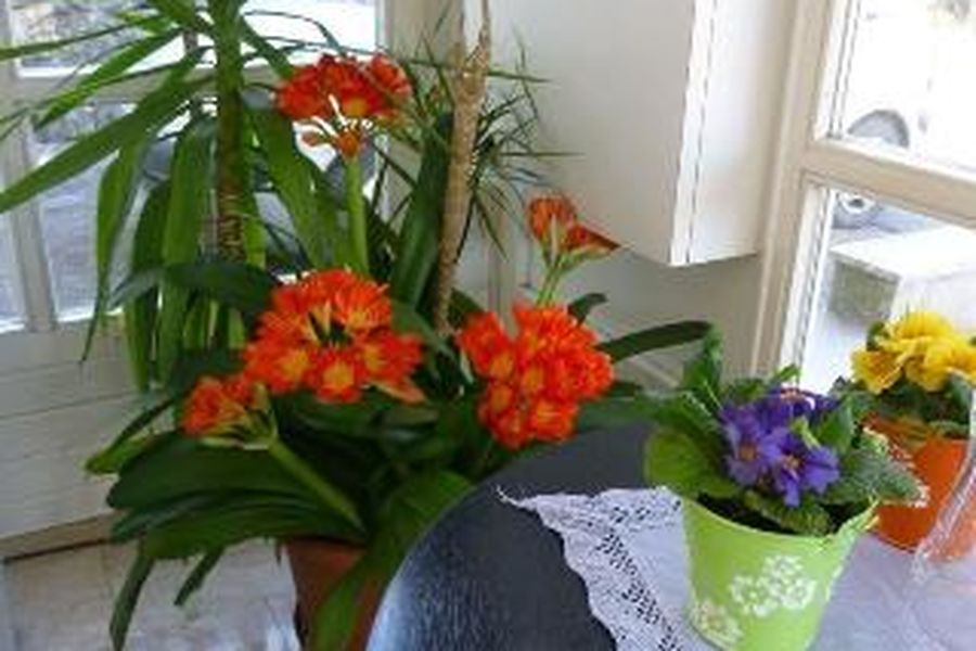 foto-1